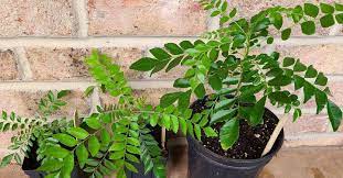 3 Facts You Must Know Before Buying A Curry Leaf Plant Or Tree