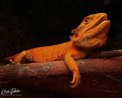 Image result for Pogonarthria