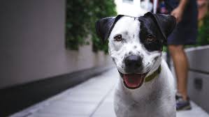 Colleges may ask for the service animal to be removed if the service animal is not housebroken or if the service animal is out of control. Bringing Your Pooch To College Find Pet Friendly Apartments Lang Development Group