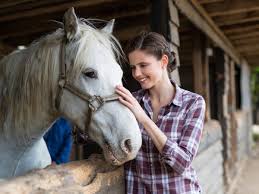 Horses Can Read Human Emotions Study Finds The Independent The Independent You've found our official twitter account.