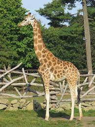 Info zde > rádi byste nás podpořili? Giraffe At Olomouc Zoo Picture Of Olomouc Zoo Olomouc Tripadvisor