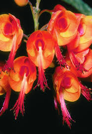 Image result for Erythrostemon