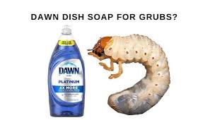 Why use essential oil as bug repellents. Does Dawn Dish Soap Kill Grubs How It Works Cg Lawn