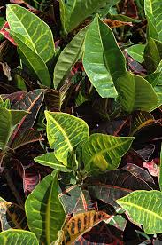 Image result for Croton triqueter