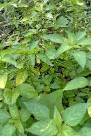 Image result for Acalypha fruticosa
