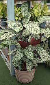 Image result for Calathea