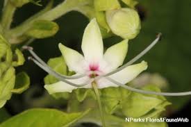 Image result for Sarcophrynium brachystachyum