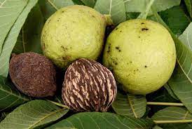 This product is sold as beneficial to the tree, but i don't see it catching on in the tree trimming business. How To Harvest Black Walnuts