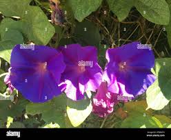 Image result for Ipomoea shirambensis