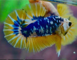 Pin By Lori Karr On Beautiful Betta Fish Betta Fish Betta Fish Care Betta