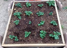 Check spelling or type a new query. Growing Potatoes In A Square Foot Garden Part 2 The Imperfectly Happy Home