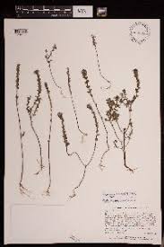 Image result for Micrargeria filiformis