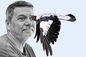 Magpie attack eye injury support january 11, 2019 · this little member will be 5 next week and has come along way in the last 2 years since his injury, yesterday he asked me to put mr eye (which is the name he calls his contact) do that he could put his monster truck patch on. Fear Descends Over Australia As Magpie Swooping Season Begins The New York Times