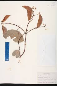 Image result for Hippocratea indica