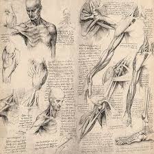 Sketchbooks Human Anatomy Art Anatomy Sketches Anatomy Art