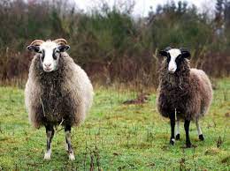 Schafe Seite 4 Von 6 Land Der Tiere