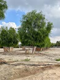 Image result for Schinus molle