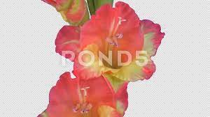 Time Lapse Of Opening Hybrid Gladiolus Flower With Alpha Channel Stock Footage Hybrid Gladiolus Opening Time Gladiolus Flower Gladiolus Alpha Channel