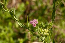 Image result for Litogyne gariepina