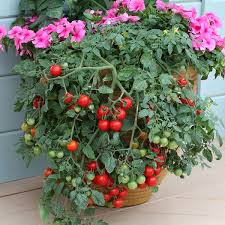 This is a very useful article. Growing Tomatoes In Pots Note 13 Tomato Growing Tips For Containers Balcony Garden Web