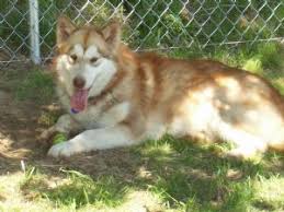 Although alaskan malamute mixes can have multiple lineages, most carry the traditional traits of the dominate alaskan malamute including their traditional thick coats of the double coat keeps the dog cooler, and shaved dogs are more susceptible to heat strokes. Alaskan Malamute Puppies In Texas