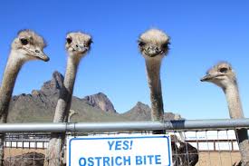 Download free books in pdf format. Rooster Cogburn Ostrich Ranch Ostrich Farm Wonders Of The World Ostrich