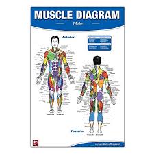 Muscle Diagram Amazon Com