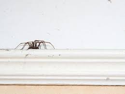 spinnen fernhalten mit diesen 4 tricks klappt es wunderweib spinnen fernhalten spinne tricks