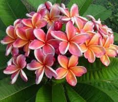 Compact Semi Dwarf Frangipanis Sacred Garden Frangipanis Part 2 In 2020 Sacred Garden Frangipani Large Flowers