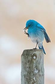 Kus Feedfloyd Bluebirds Hayvanlar Rengarenk Kuslar