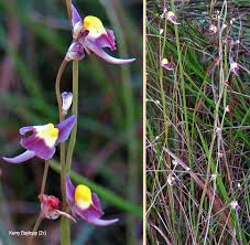 Image result for Wolffiella welwitschii