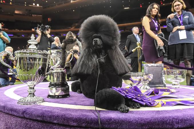 Who Won the 2020 Westminster Dog Show's Best in Show? Meet the Poodle That  Won the Highest Title - Newsweek