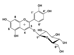 Image result for Tapinanthus dependens