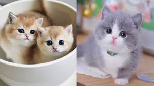 Yavru Kedi Komik Ve Tatli Kedi Videolari 14 Komikaze Youtube