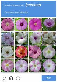 Image result for Astripomoea malvacea