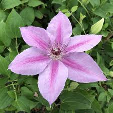 Image result for Clematis
