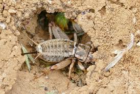 Image result for Cribbia