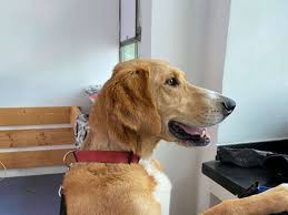 Hier sind unsere derzeitigen hunde, die noch ein neues zuhause suchen. Schweres Schicksal Grosses Herz Dreibeiniger Hund Pluto Sucht Neues Zuhause Limburg