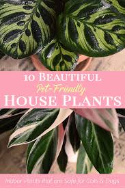 International cat care recommends that you remove the most dangerous plants from your garden and check if there are any potentially toxic plants in your neighbors' gardens. 10 Stunning Houseplants That Are Safe For Cats Dogs Grateful Green Life
