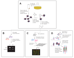 This technique is widely used in stem cell research and understanding disease progression. Histone Modification