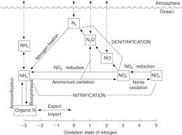 nitrogen cycle an overview sciencedirect topics