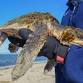 Family Sea Turtle Patrol event image