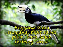 Untuk itulah kata rahman oknum dari negara tetangga sering membeli paruh enggang dari kalimantan barat, kendatipun paruh enggang tidak mempunyai nilai ekonomis, apalagi untuk. 23 October 2012 Pepatah Melayu Page 4
