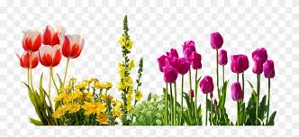 For your convenience, there is a search service on the main page of the site that would help you find images similar to free photos of spring flowers with nescessary type and size. Transparent Spring Flowers Clipart 3260468 Pinclipart