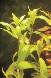 Image result for Nesaea