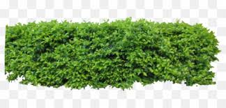 Free Transparent Hedge Png Images Page 1 Pngaaa Com Use them in commercial designs under lifetime, perpetual & worldwide rights. free transparent hedge png images page