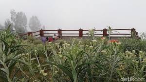 Jun 20, 2021 · di kebun ini pengunjung bisa memuaskan penasaran berada di antara ribuan bunga edelweis tanpa harus ke alam bebas. Surga Mungil Dari Bromo Kebun Edelweis Wonokitri