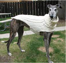 Designed by rachel brockman for knitty. Side Button Greyhound Sweater Pattern By Terri Lee Royea Greyhound Dog Sweater Greyhound Coat Pattern Dog Coats