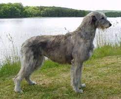 Oberon Irish Wolfhound Dogs Irish Wolfhound Wolfhound