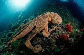 What The Octopus Knows Via The Atlantic Jan Feb 2017 Outlines Recent Research About The Evolution Consciousness Behavior A Diver Art Octopus Creatures